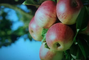 jabłka prosto z sadu